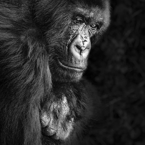 Photo de gorille en noir et blanc.